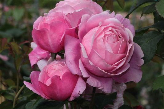 Beetrose 'Dieter Müller'®