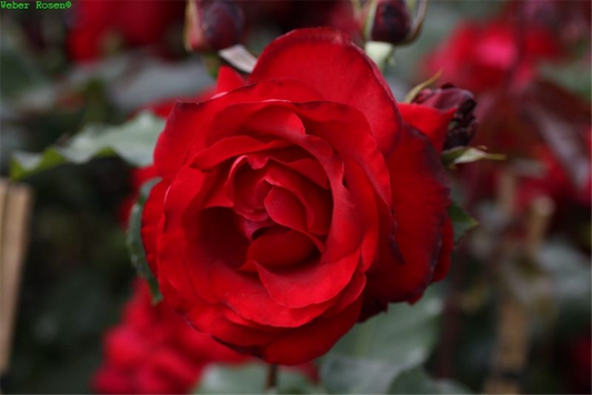 Kletterrose 'Messire Delbard'