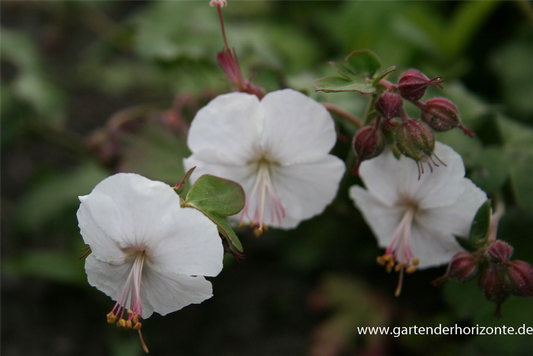 Cambridge-Bastard-Storchschnabel 'St. Ola'