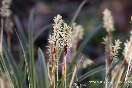 Carex morrowii 'Variegata'