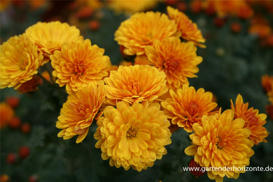 Chrysanthemum x hort.'Bienchen'