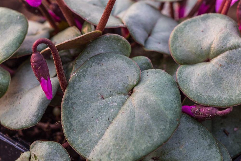 Cyclamen coum 'Rose Silverleaf'