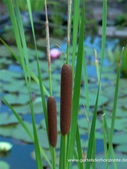 Breitblättriger Rohrkolben