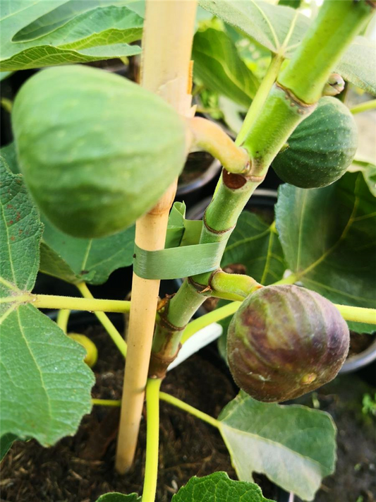 Feige 'Rouge de Bordeaux'