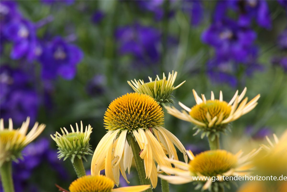 Garten-Scheinsonnenhut 'Harvest Moon'