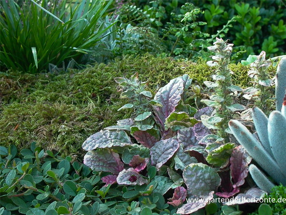 Garten-Günsel 'Burgundy Glow'