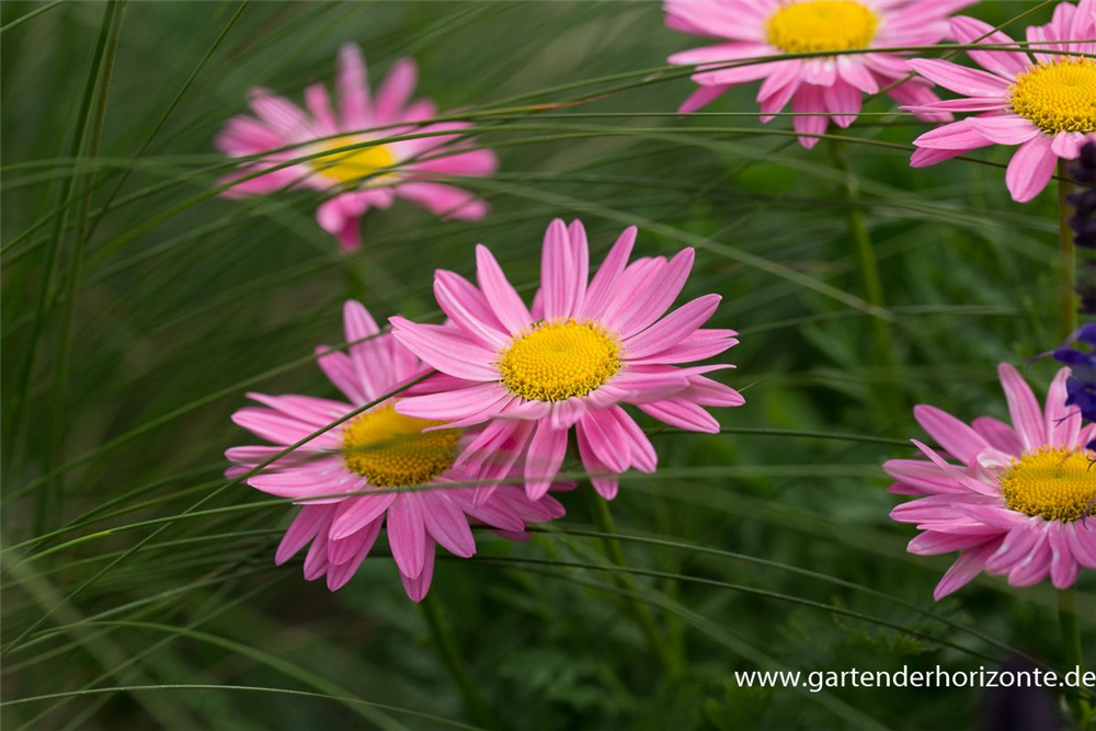 Bunte Margerite