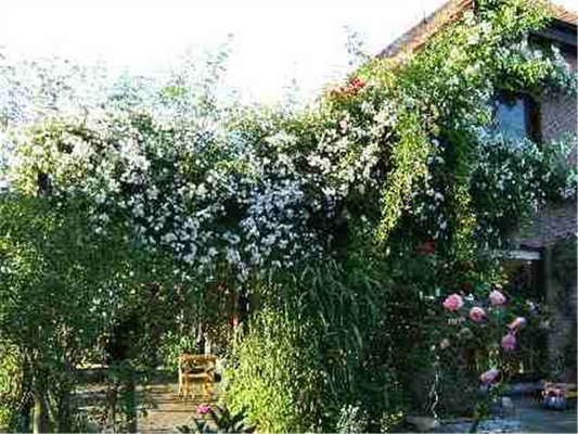 Kletterrose 'Paul's Himalayan Musk Rambler'