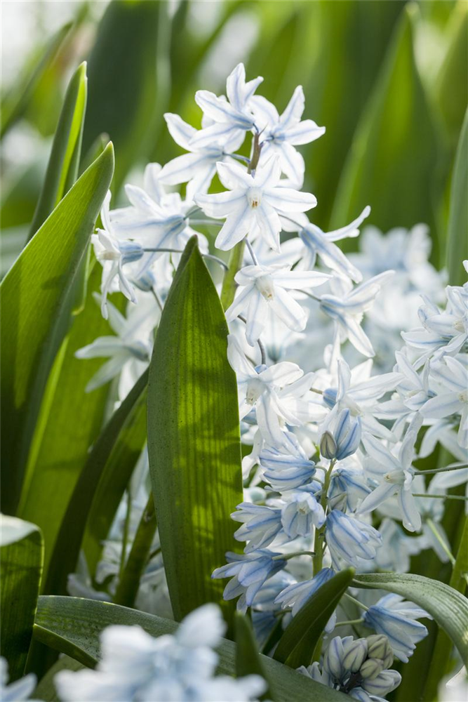 Apollo-Scheinhyazinthe - 10 Blumenzwiebeln