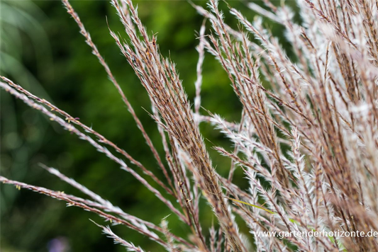 Garten-Chinaschilf 'Kleine Silberspinne'