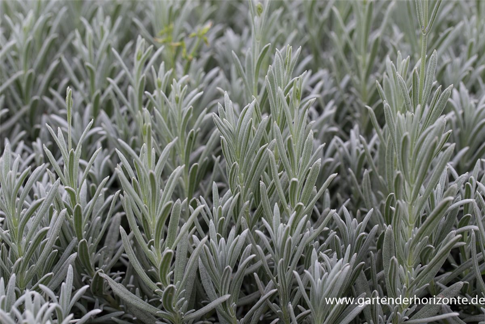 Echter Lavendel 'Silver Mist'
