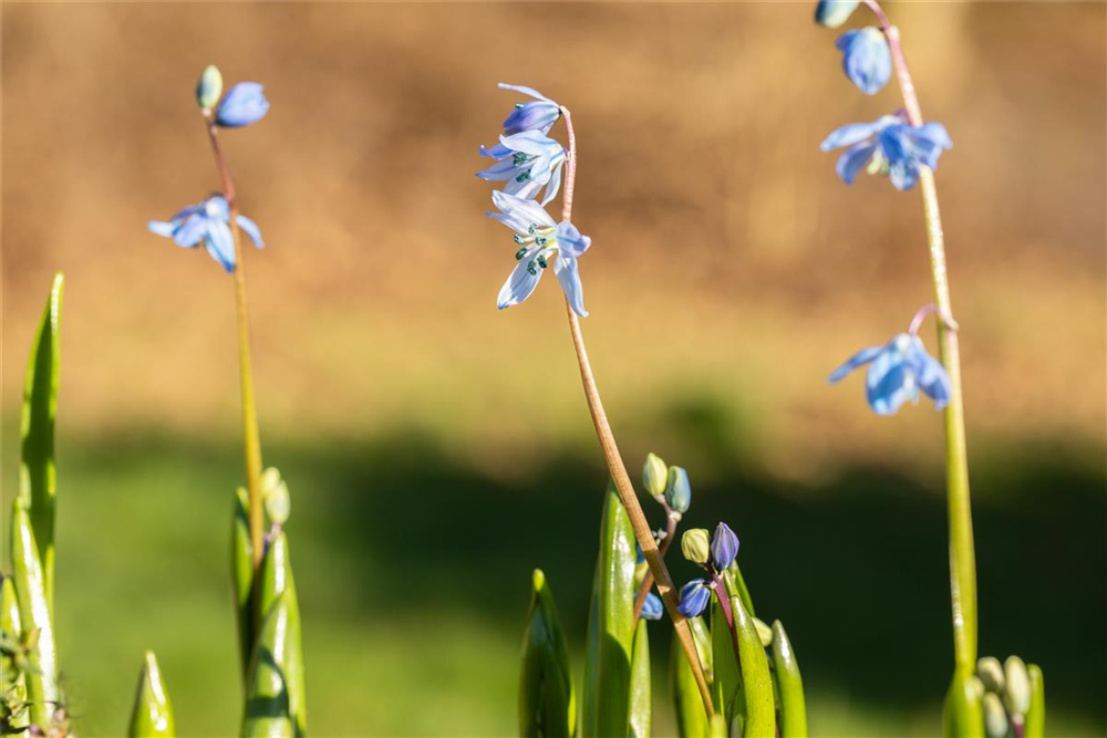 Sibirischer Blaustern - 10 Blumenzwiebeln