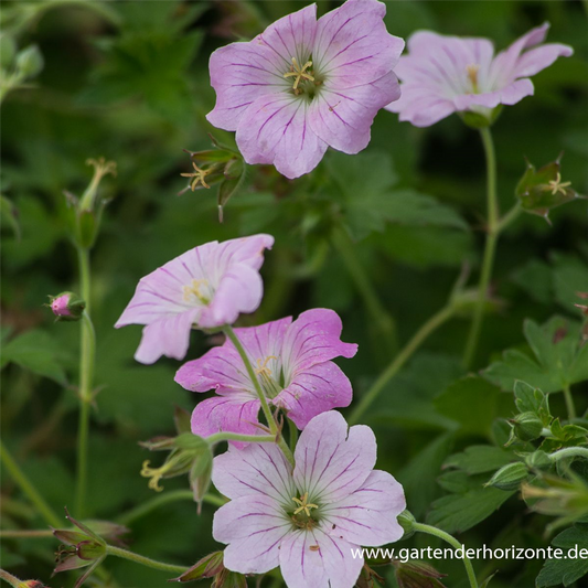 Garten-Storchschnabel