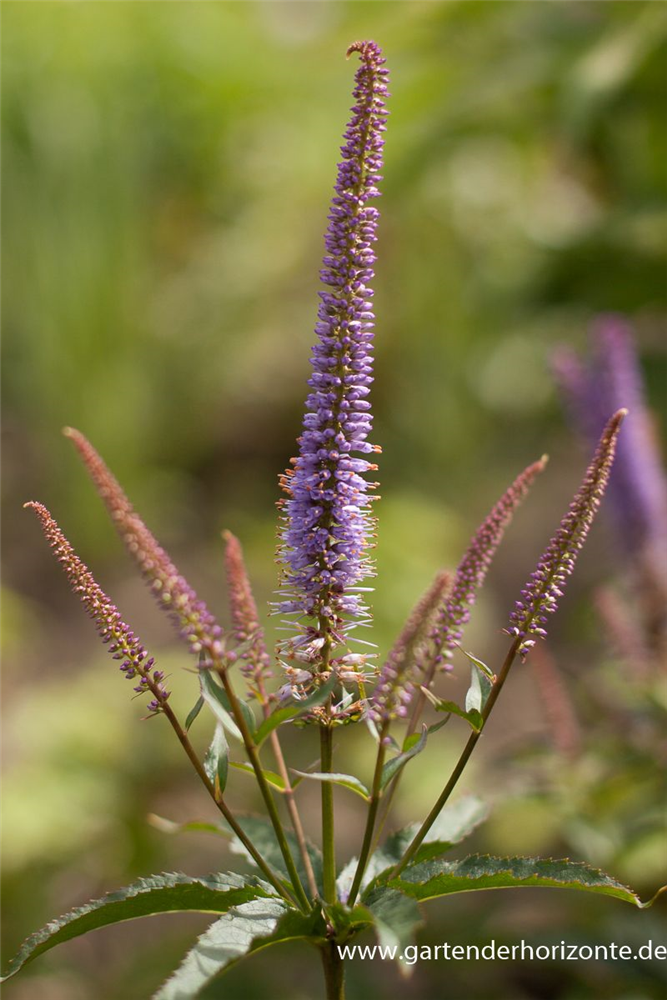 Garten-Kandelaberehrenpreis 'Cupid'
