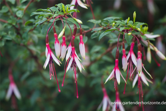 Garten-Fuchsie