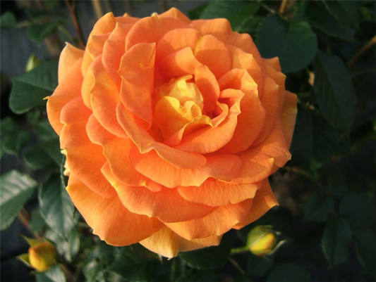 Beetrose 'Goldelse'®