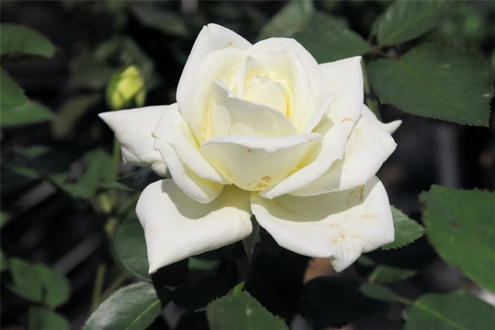 Edelrose 'Polarstern'®