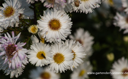 Garten-Glattblatt-Aster 'Schneekuppe'