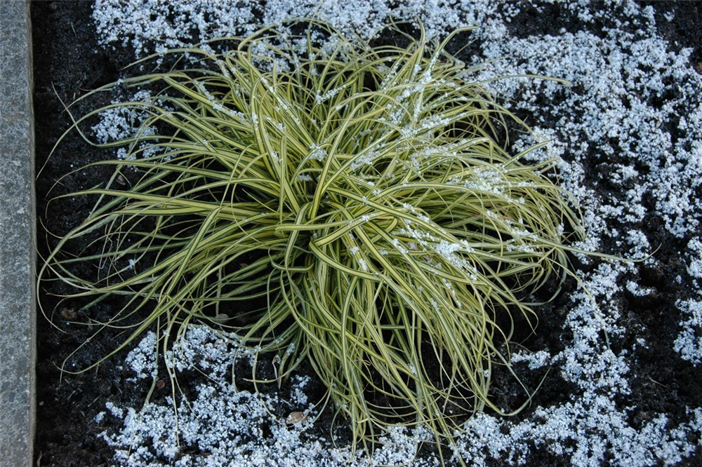 Carex morrowii 'Aureovariegata'