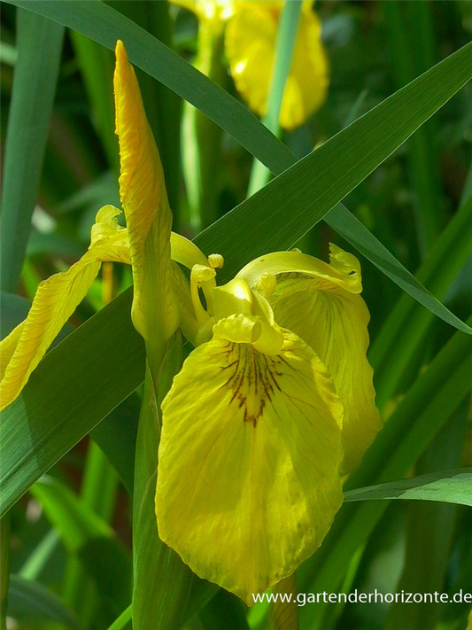 Iris pseudacorus