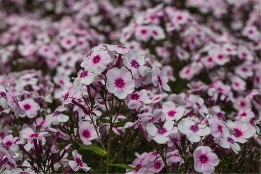 Hohe Garten-Flammenblume 'Swizzle'