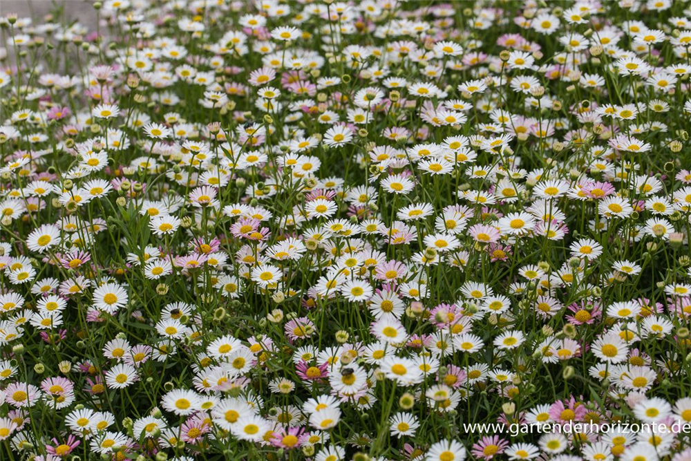 Karwinskis Feinstrahl