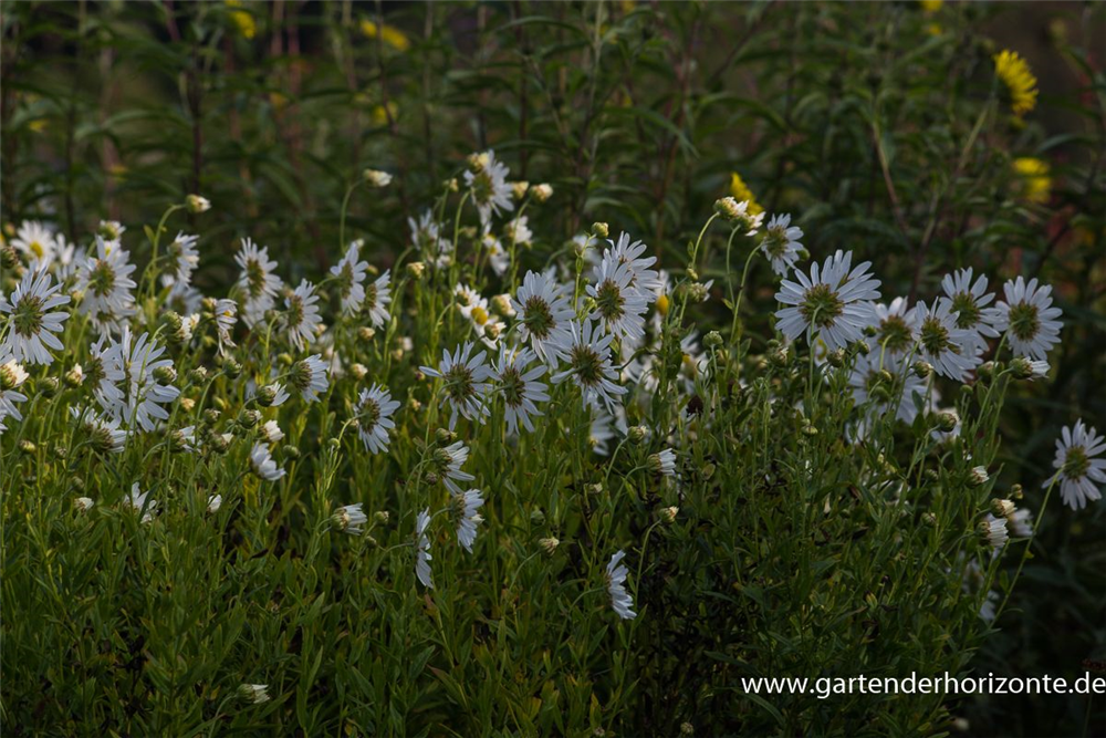 Herbstmargerite