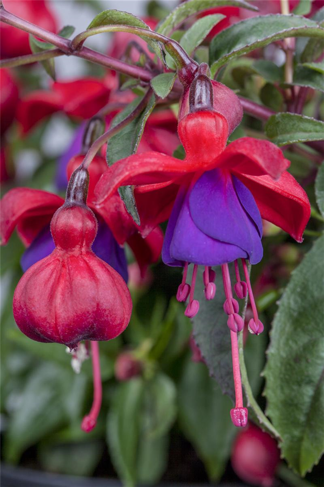 Fuchsie