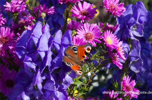 Hoher Herbst-Eisenhut
