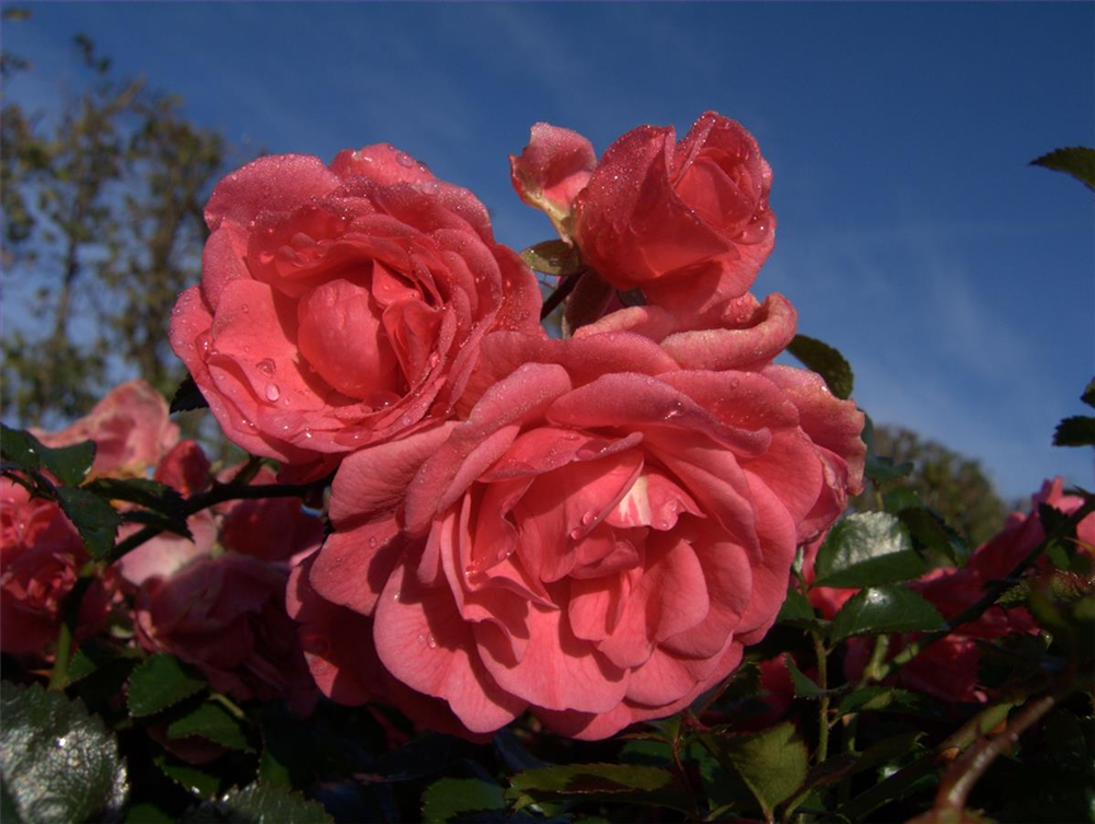 Bodendeckerrose 'Palmengarten Frankfurt'®