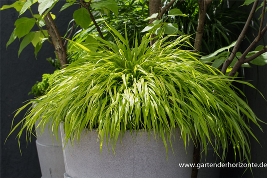 Hakonechloa macra