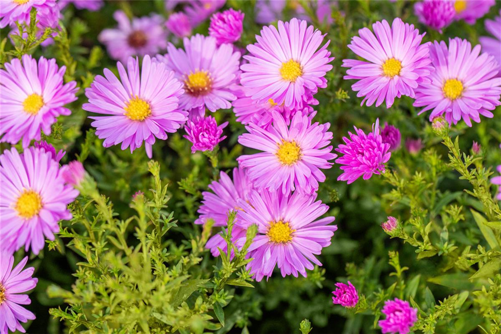 Kissen-Aster