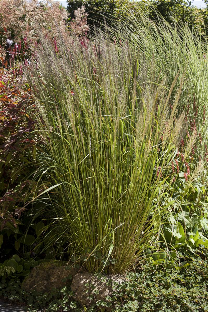 Calamagrostis brachytricha