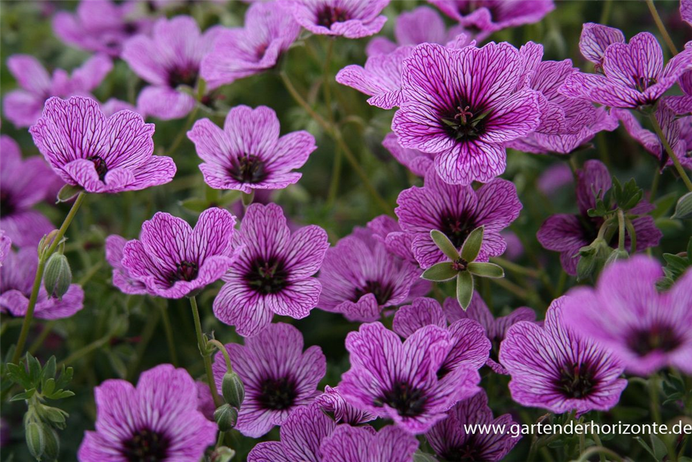 Geranium cinereum 'Laurence Flatman'