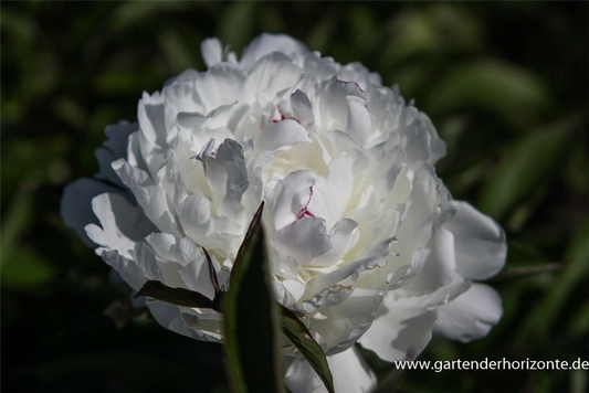 Garten-Pfingstrose 'Festiva Maxima'