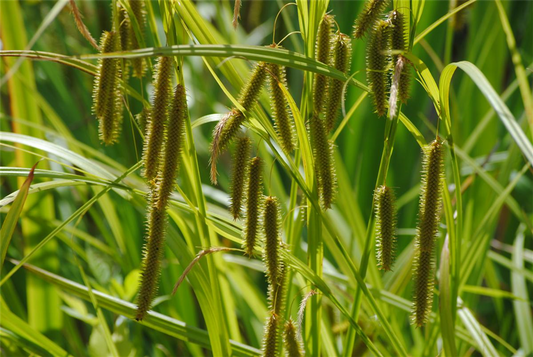 Carex pseudocyperus