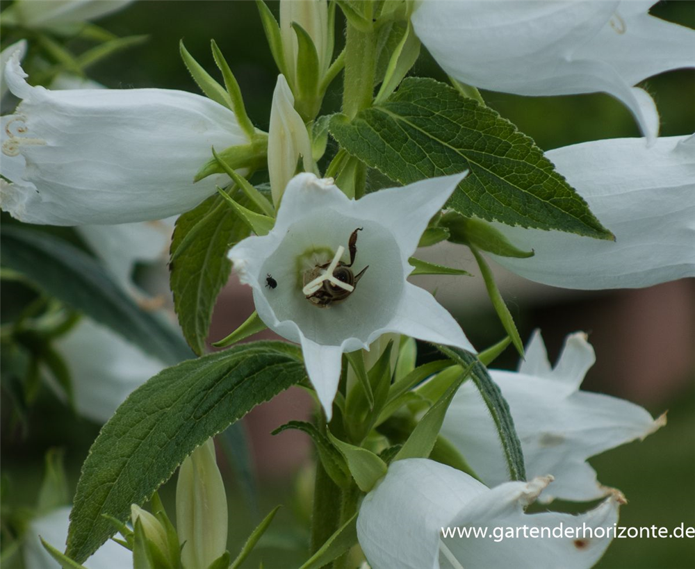Campanula latifolia var.macrantha 'Alba'