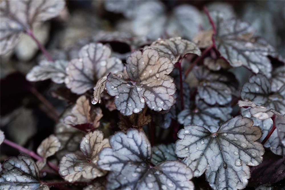 Garten-Silberglöckchen 'Sugar Frosting'