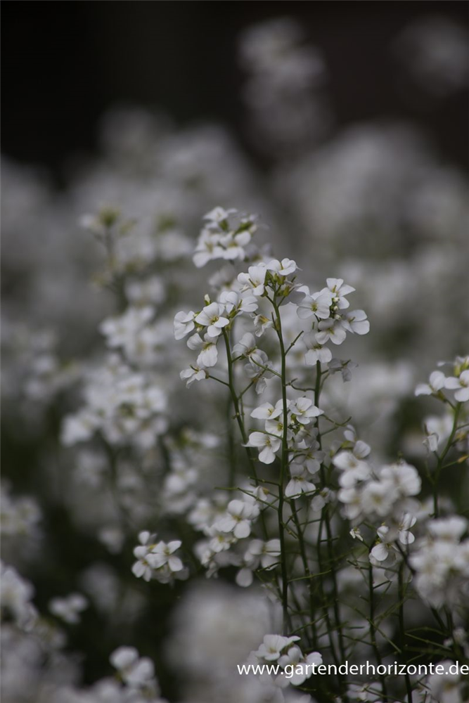 Karpaten-Schaumkresse 'Neuschnee'