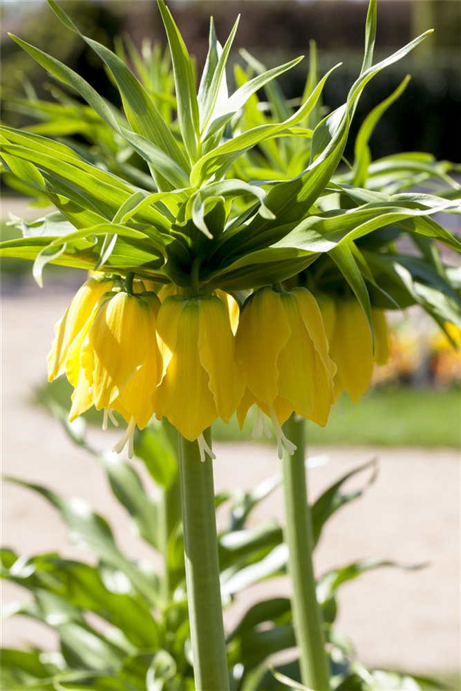 Kaiserkrone 'Lutea' - Blumenzwiebel