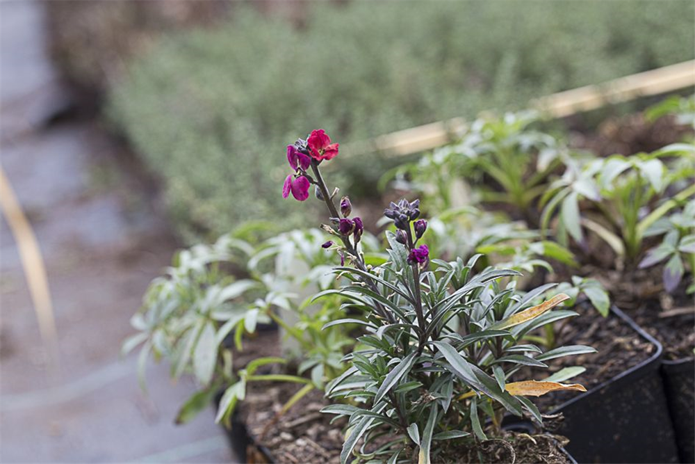 Erysimum cheiri 'Red Jep' -R-