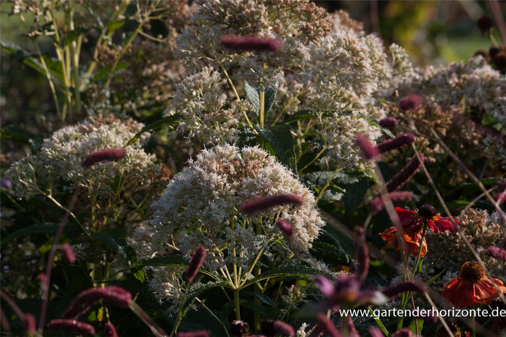 Großer Garten-Wasserdost 'Bartered Bride'
