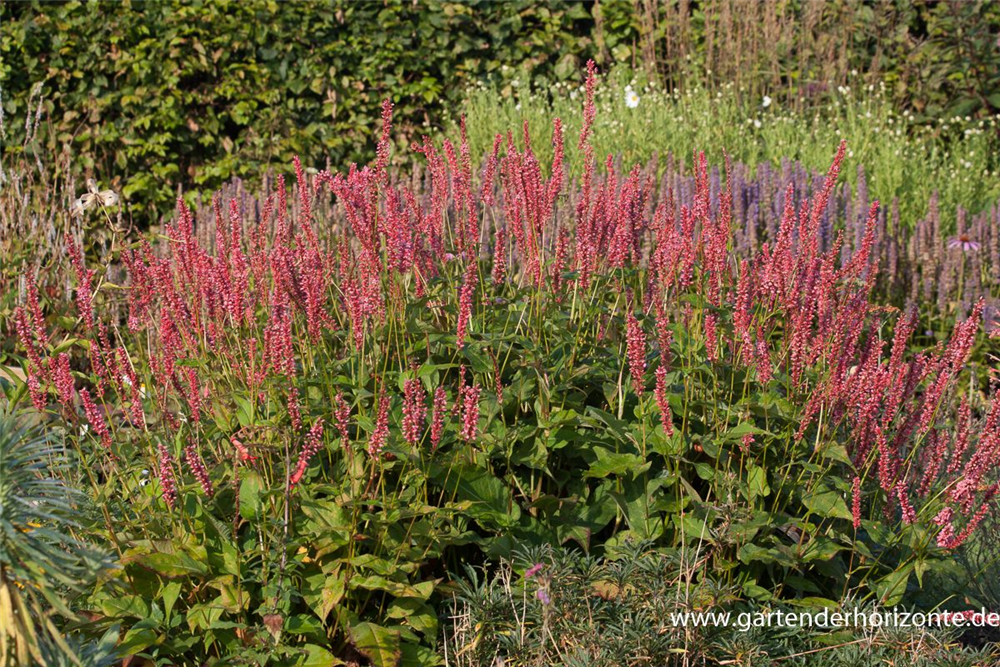 Bistorta amplexicaulis 'Orangofield'