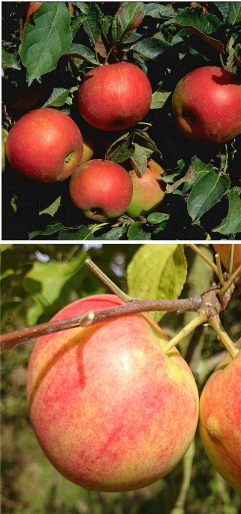 Apfel DUO 'Idared/Geheimrat Oldenburg'