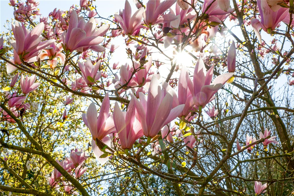 Tulpen-Magnolie
