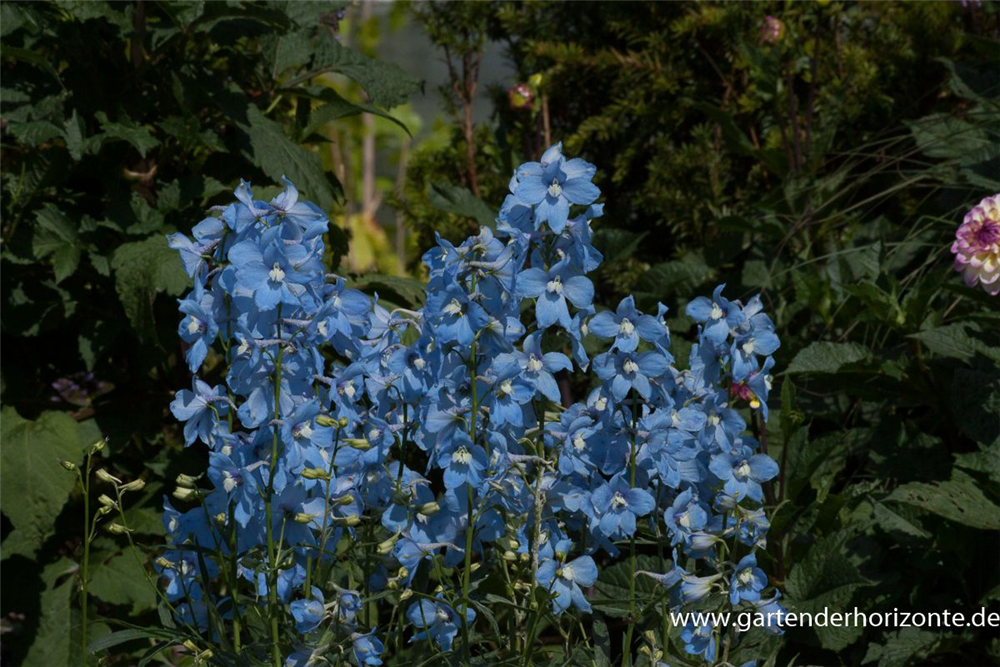 Delphinium x bellad.'Ballkleid'