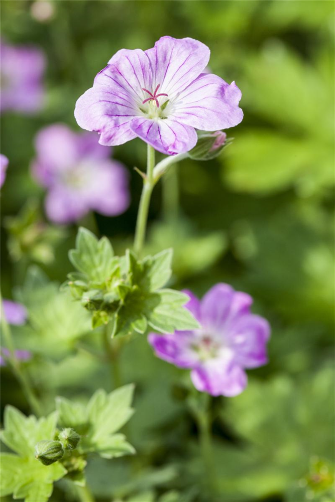 Geranium endressii