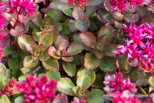 Garten-Teppich-Fettblatt 'Fuldaglut'