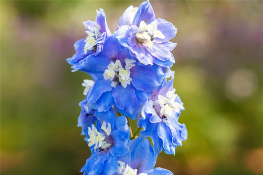 Delphinium Magic F., himmelbl.,Biene weiß