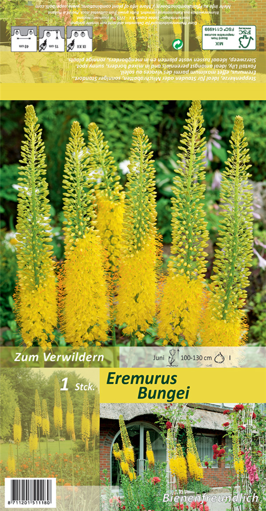 Schmalblättrige Steppenkerze